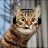 kot_2_boec