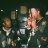 Shotie_Metutune