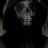 Anton_Starscreamov