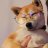 Shiba_Kitagava