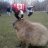 CapybaraNazlo
