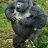 Beast Gorilla