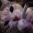 Mike_Souler
