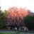 Nazar_Pskov