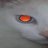 Fastik_Willson