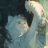 Rosaria_Jeffwood
