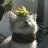 Kittie_Amore